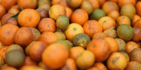 Florida Scientist Finds Promising Treatment For Deadly Citrus Disease ...