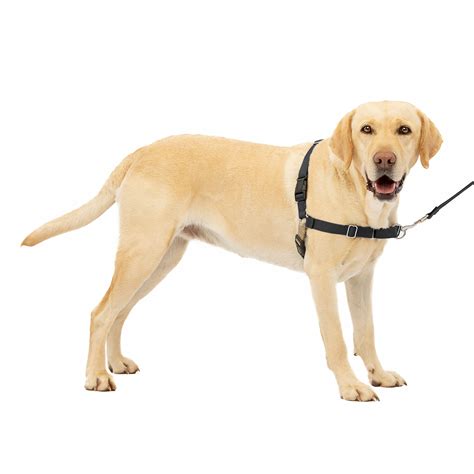 What Is The Best Harness For A Golden Retriever