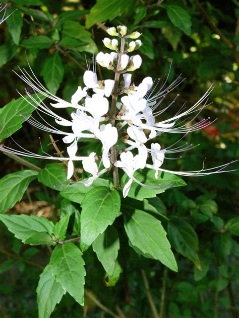 11 Flowers that Look Like Orchids | Balcony Garden Web