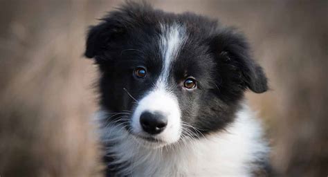 Best Food For Border Collie Puppies, A Medium-Large Breed