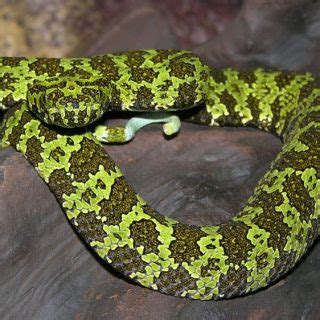 Mangshan Pitviper Facts and Pictures