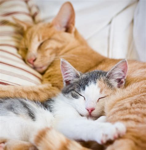 10 Cute Sleeping Cats | cute animal names