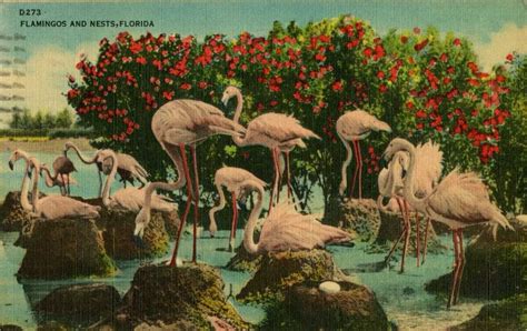 Tropical decorating inspiration from 12 vintage Florida postcards ...