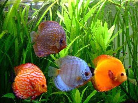 Tips de cuidado y salud de los Peces Disco Málaga · Cursos Online ...