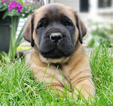 English Mastiff Puppies For Sale | Newmanstown, PA #276839