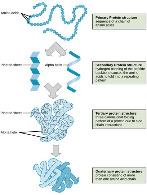 Reading: Protein Structure | Biology (Early Release)