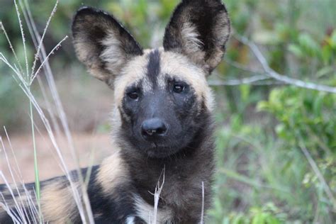 Puppy! | African Wild Dog | Duncan | Flickr