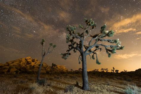 Night sky Joshua Tree National | Free Photo - rawpixel