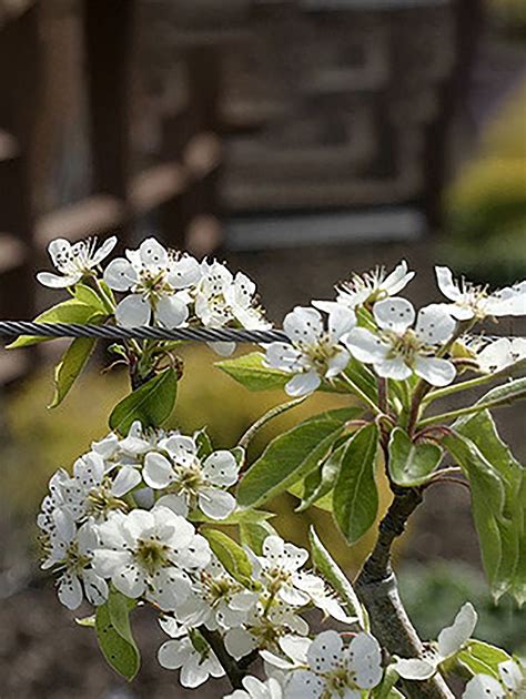 Moonglow Pear — Raintree Nursery