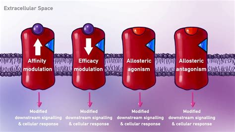 Pharmacodynamics, Types of Ligands (Agonist, Antagonist, Partial Agonist) Drug-Receptor ...