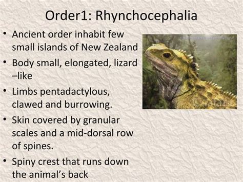 Classification of reptilia | PPT