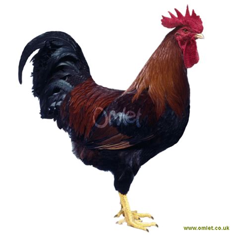 Welsummer Chickens | Welsummer For Sale | Chicken Breeds