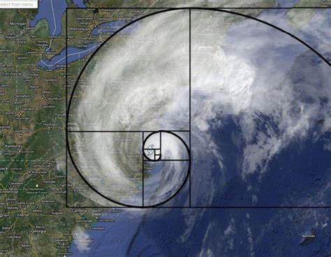 7 Beautiful Examples Of The Fibonacci Sequence In Nature | Fibonacci sequence in nature ...