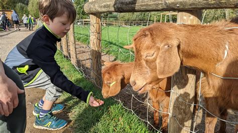 Animal Feeding for kids at Bucklebury Farm Park - Red Kite Days