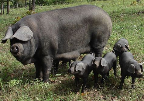 pictures of all kind of hogs and pigs | HERITAGE BREEDS | Pig breeds, Large black pig, Pastured pigs