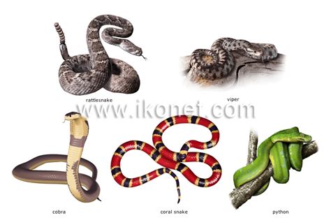 animal kingdom > reptiles > examples of reptiles image - Visual Dictionary