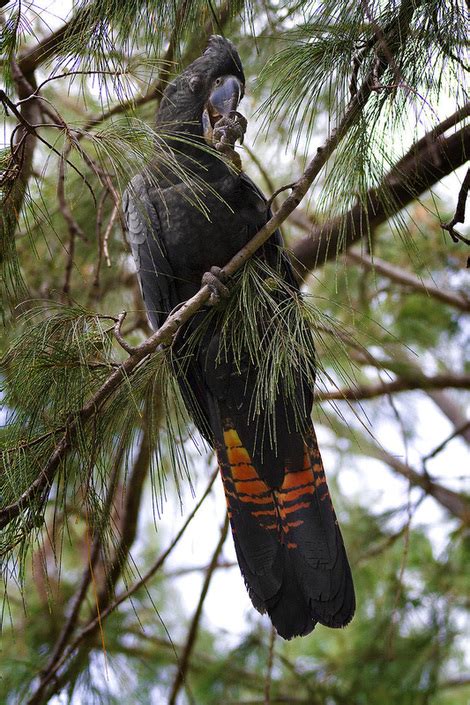 Black Cockatoo Tail Feathers