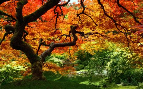 Amazing Nature Autumn Leaves Background Desktop Free Download Collections - Free Desktop Wallpaper