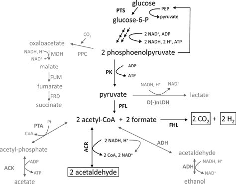 Ethanol Fermentation Pathway