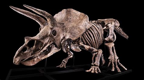 Triceratops skeleton up for auction, starting price $1.2m Euros | Boing ...