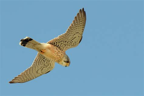 Kestrel Male Hovering Overhead, Cornwall, Uk Photograph by Nick Upton ...