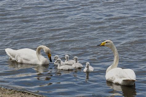 Largest family to date for Icelandic swan pair | WWT