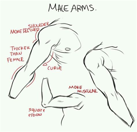 Pin by 𝐖𝐞𝐥𝐥... on Anatomy | Arm drawing, Drawing tips, Guy drawing