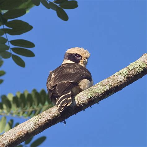 Laughing Falcon - Las Nubes Project