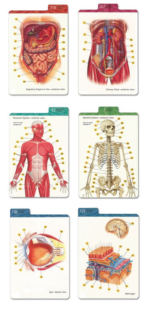 Barron's Anatomy Flash Cards - Biologyproducts.com