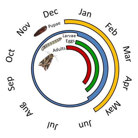 AgPest » Tropical armyworm