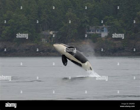 a killer whale breaches Stock Photo - Alamy