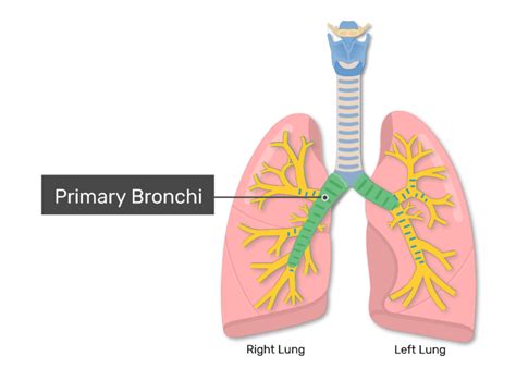 Bronchi Anatomy, Function Location Video Lesson Transcript , 60% OFF