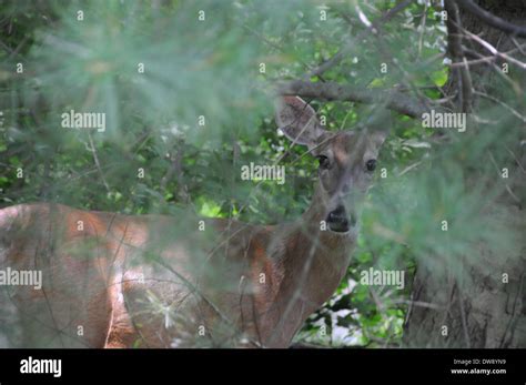 DEER white tailed fawn Stock Photo - Alamy