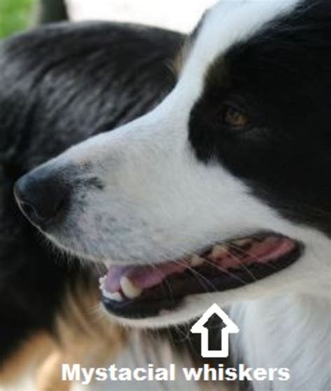 Five Fascinating Facts About Dog Whiskers - Dog Discoveries