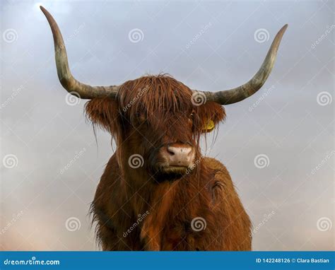 Highland Cow Horns Royalty-Free Stock Photo | CartoonDealer.com #43974519