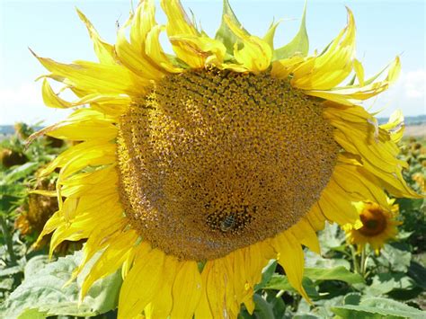 Sunflower Ukraine | Sunflower, Flowers, Flora