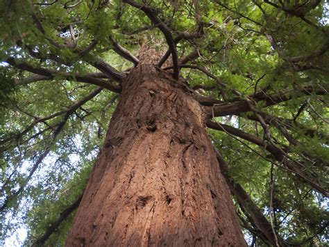 World Tallest Tree On Earth