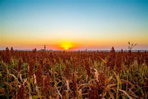 Sorghum Field Sunset Background Stock Photo - Image of landscapes ...