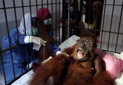 Endangered orangutan blinded after being shot with 74 air gun pellets ...