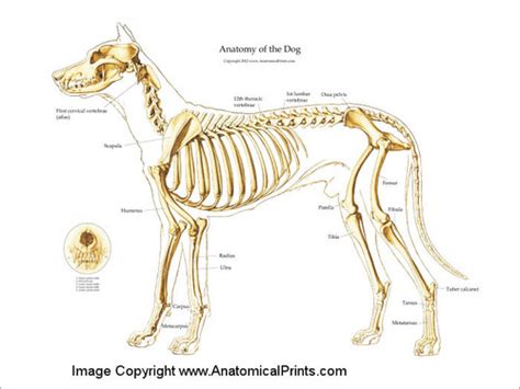 Canine Skeleton Poster - Clinical Charts and Supplies