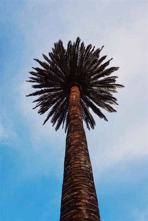 Palm tree and blue sky 2044429 Stock Photo at Vecteezy