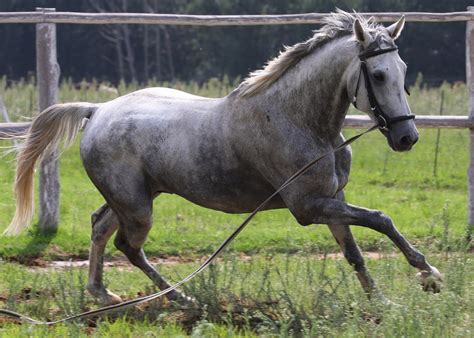 What is a Dapple Gray Horse? Breeds, Facts, and Color