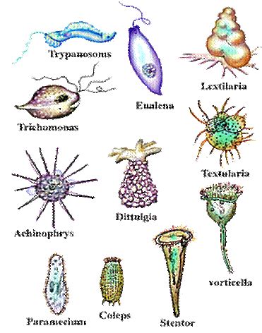 Sneideman's 7th Grade Life Science Blog: Protists - Do Now #13