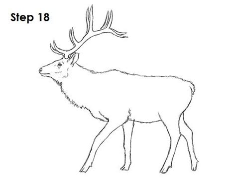 Elk Drawing 18 | Elk drawing, Drawings, Art drawings simple