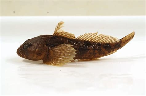 Mottled sculpin - Facts, Diet, Habitat & Pictures on Animalia.bio