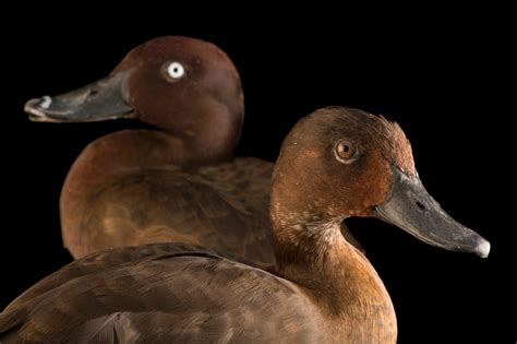 Madagascar Pochard (Aythya innotata) - Joel Sartore