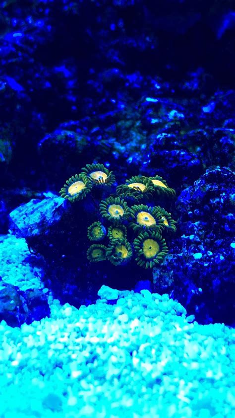 1st post on nano reef and first reef tank! - General Discussion - Nano ...