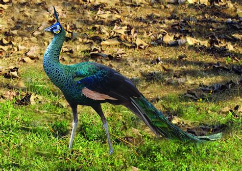 Green peafowl (Pavo muticus)