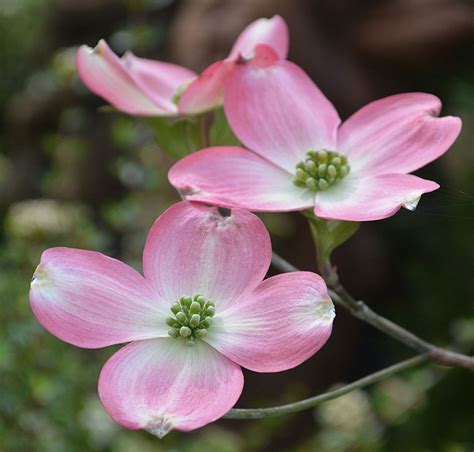 Photography - the landscape of us | Dogwood blooms, Dogwood flowers, Pink dogwood