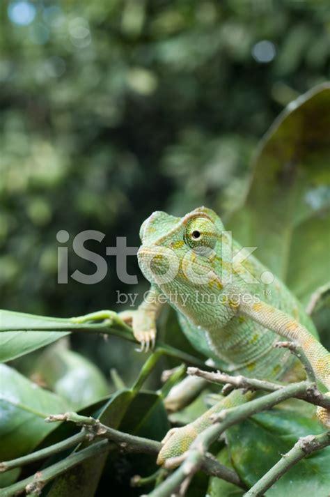 Green Chameleons Stock Photo | Royalty-Free | FreeImages